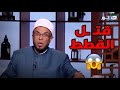 الشيخ محمد أبو بكر مفيش دين ولا مذهب ولا شريعة تبيح التخليص على القطط 