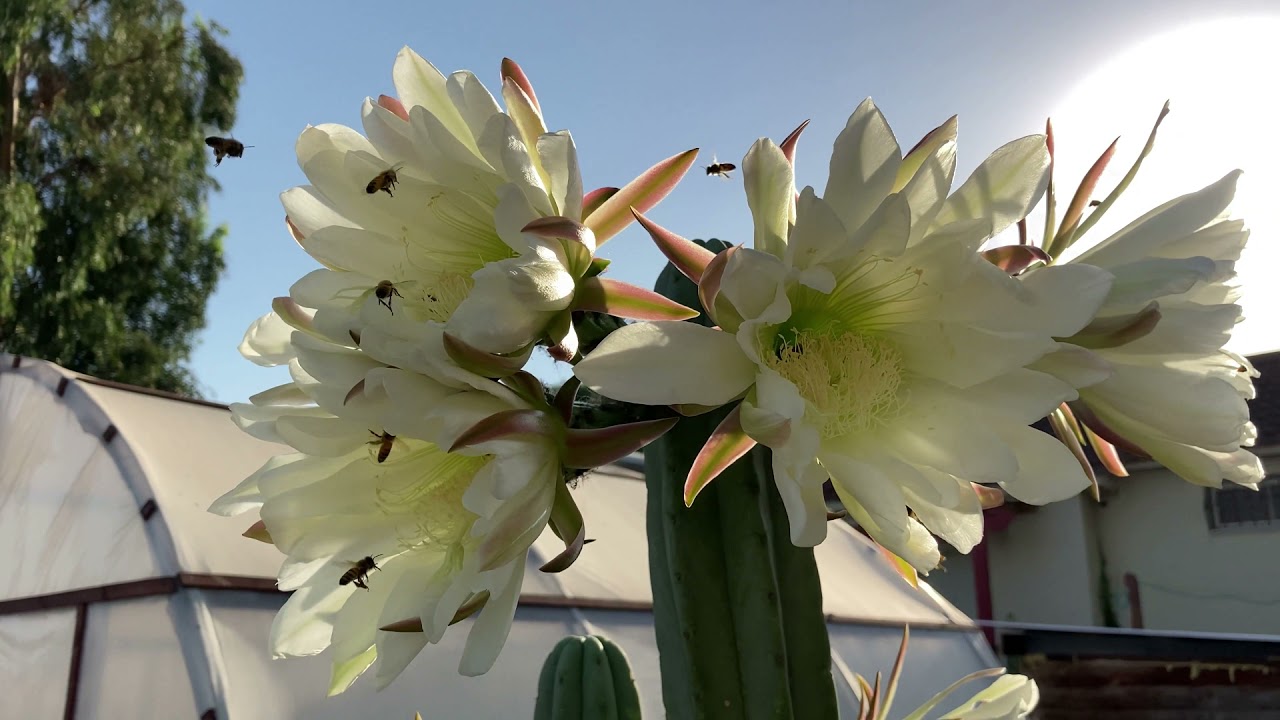 Trichocereus Pachanoi Flower Show with Bees