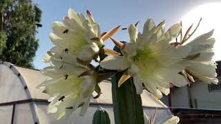 Trichocereus Pachanoi Flower Show with Bees