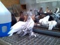 Usbekische Tauben/ Узбекские голуби/Uzbek Pigeon
