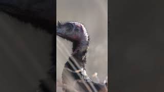 WILD Turkeys Trying To Avoid Getting Eaten On Thanksgiving!
