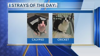 Stray of the Day: Calypso, Cricket