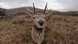 'Not AI': Precious Moment Wild Stag Gets Up Close to Camera
