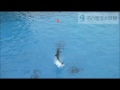 【名古屋港水族館】イルカのパフォーマンスを天井カメラから見てみた