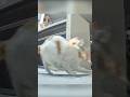 猫たちの奇妙な行動まとめ。