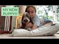 getting a puppy!!! の動画、YouTube動画。