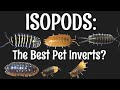Isopods: The Best Pet Invertebrates?
