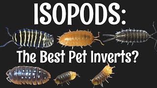 Isopods: The Best Pet Invertebrates?