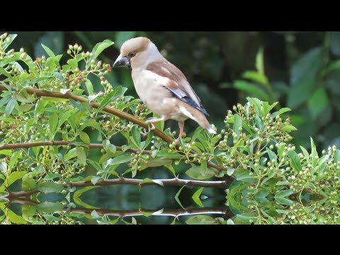 Appelvink Coccothraustes Coccothraustes Hawfinch بلبل زيتوني Picogordo Común 锡嘴雀 