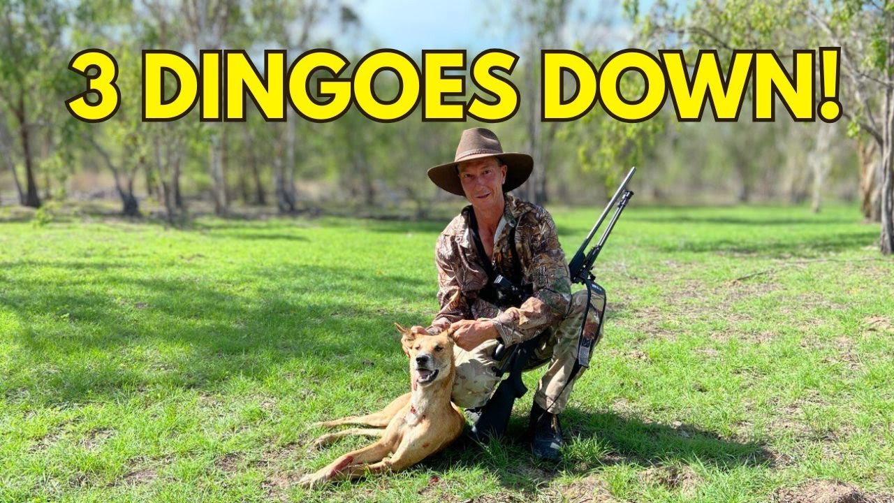 PIG Hunt turned DINGO Hunt