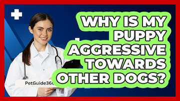 Why Is My Puppy Aggressive Towards Other Dogs? - PetGuide360.com