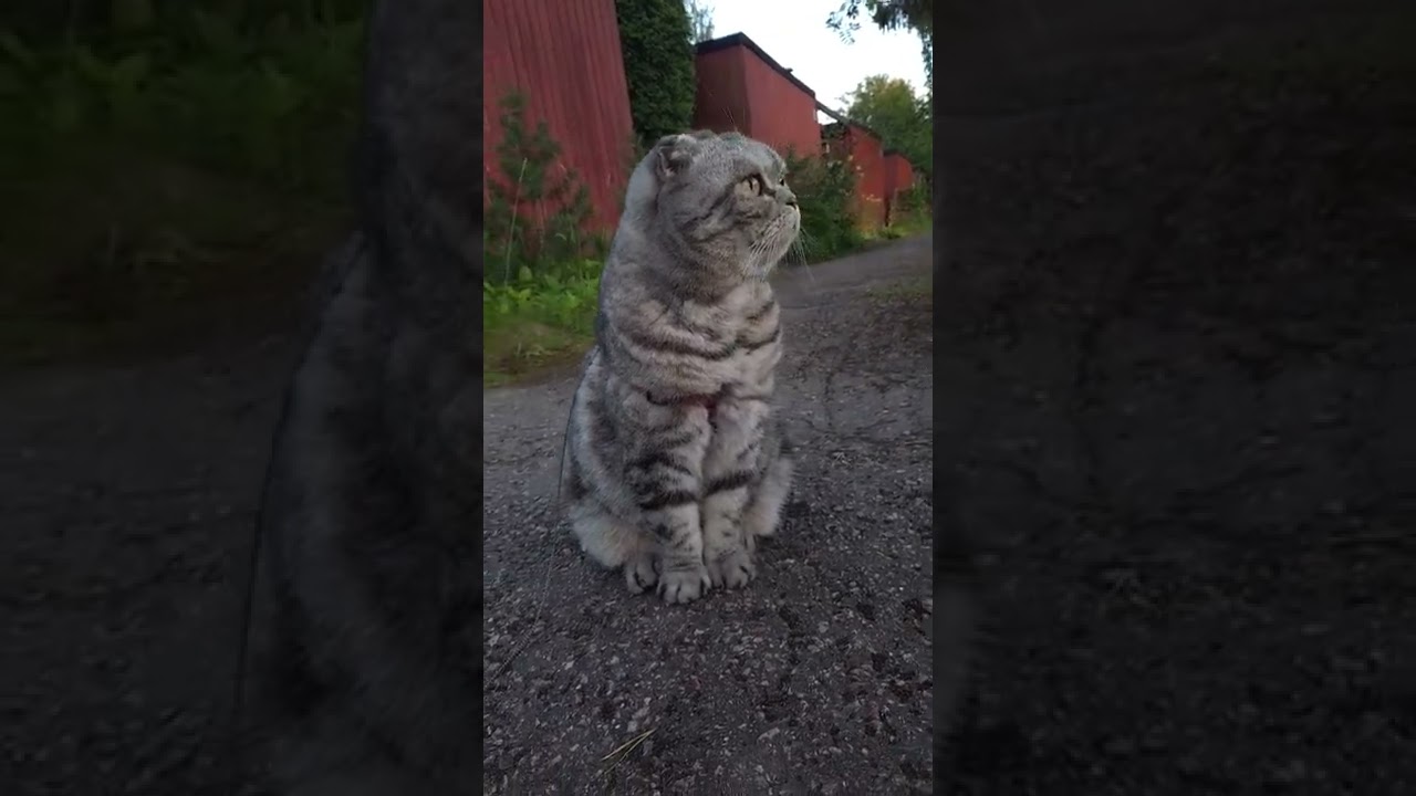 First cat observing, listening, is there other people around..He is house cat & shy.