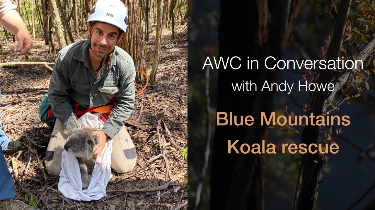 AWC in Conversation with Andy Howe: Blue Mountains koala rescue (S1E2)