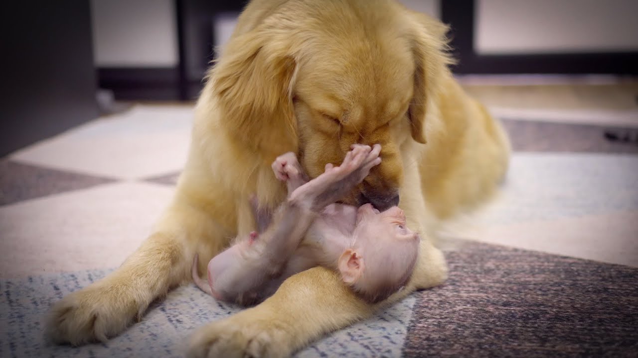 ゴールデンレトリバーに育てられた赤ちゃん猿は2週間後にこうなります