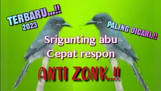 Suara Pikat Srigunting Abu Paling Dicari Anti Zonk