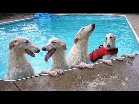 These FUNNY Dogs Didn't Expect To Love Water This Much! ๐คฃ