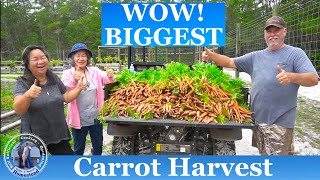 WOW our BIGGEST Carrot Harvest