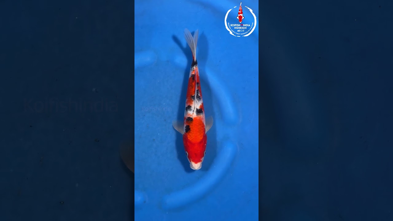 Sanke  30cm – Marusei Koi Farm (MFP6-127)|Imported from Japan|Buy Japanese Koi Fish Online in India