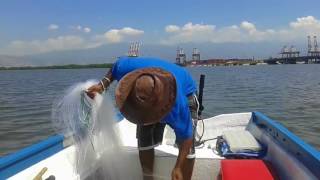 Trolling and cast netting baits for snapper fishing