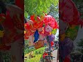 balon karakter ayam jago 😍 #balonkarakter #balloon