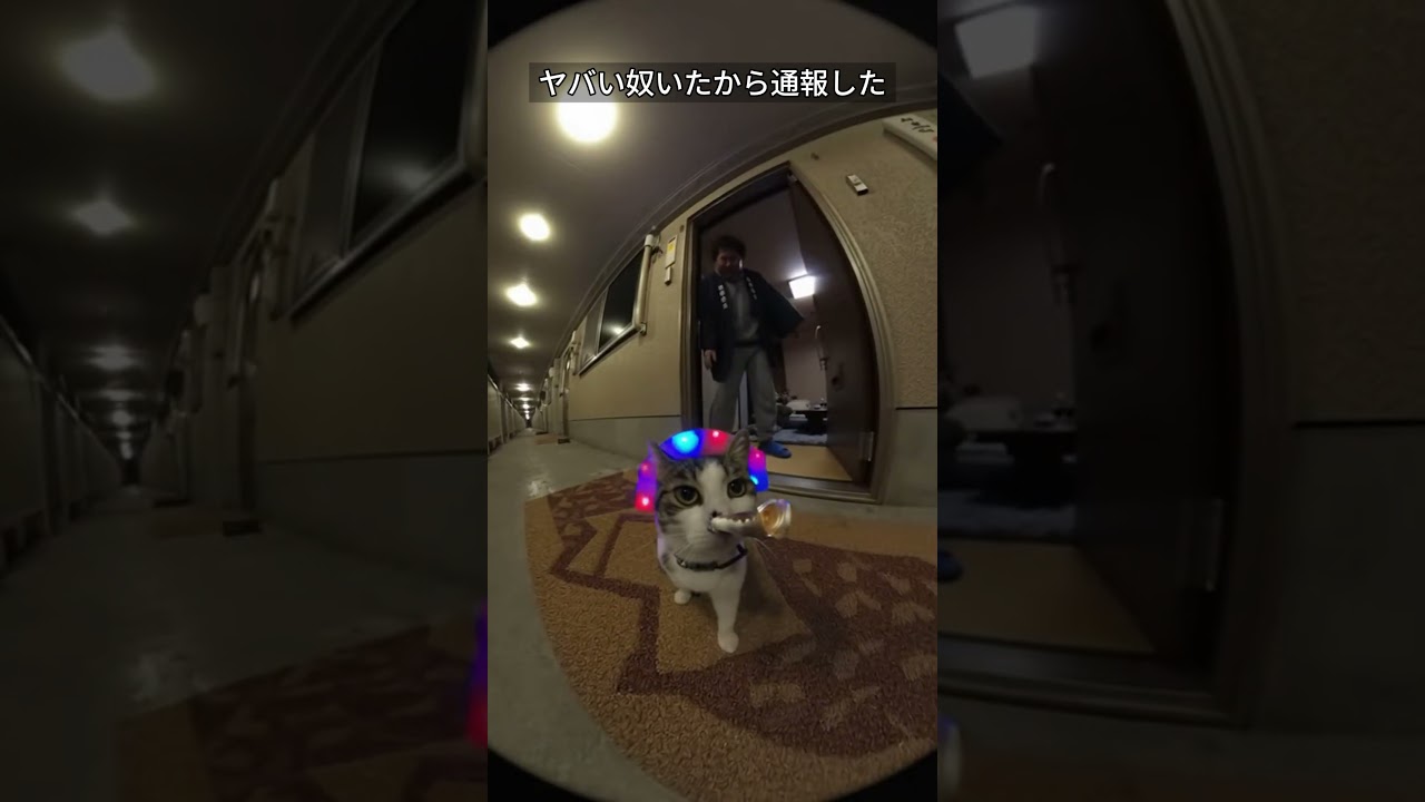 近所迷惑な猫 #コメディ #コント #コントチャンネル #ai #お笑い #笑える #ネタ #シュール #shorts