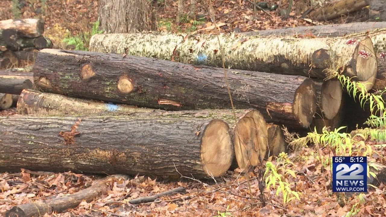 Best firewood for heating your home with a stove YouTube