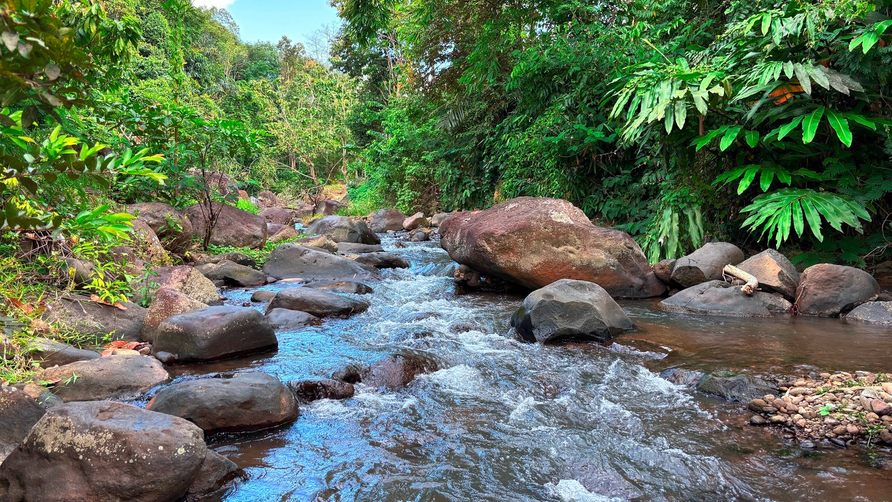 Goodbye Boredom in Minutes with Melodious Sound of Soothing Stream Flow with Natural Forest Views