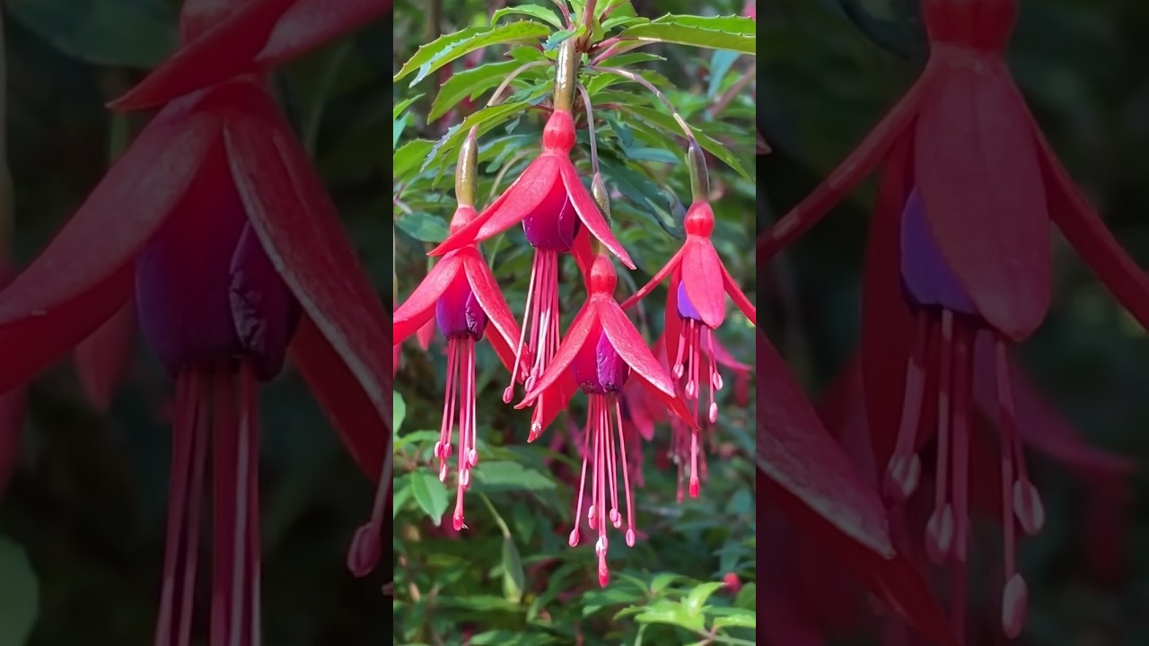 Fuchsia magellanica