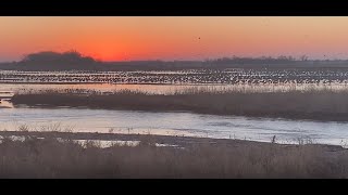Watch Now: Sandhill crane migration