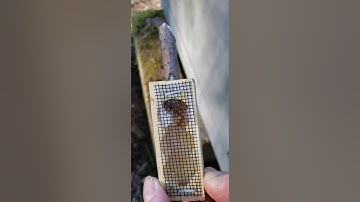 Splitting an overwintered hive and introducing a virgin queen 2(1)