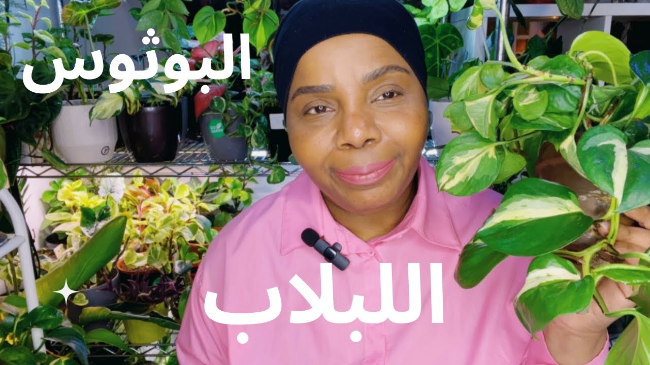 كيف الرعاية والاهتمام نبات البوثوس اللبلاب في مجموعتي ؟! 🪴