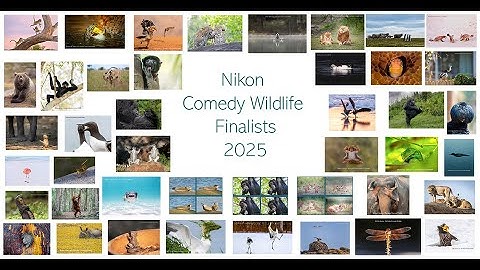 Nikon Comedy Wildlife Awards 2025. Finalists.
