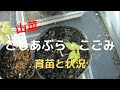 【山菜】こしあぶら・こごみの育苗、タラの芽の状況