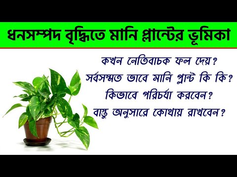 মানি প্লান্ট গাছের উপকারিতা ও অপকারিতা - Money Plant Vastu in Bengali - Money Plant Benefits Bengali