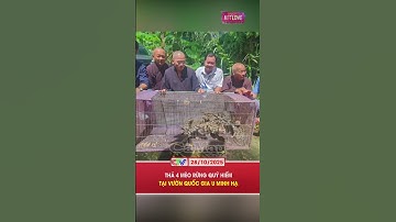 THẢ 4 MÈO RỪNG QUÝ HIẾM TẠI VƯỜN QUỐC GIA U MINH HẠ