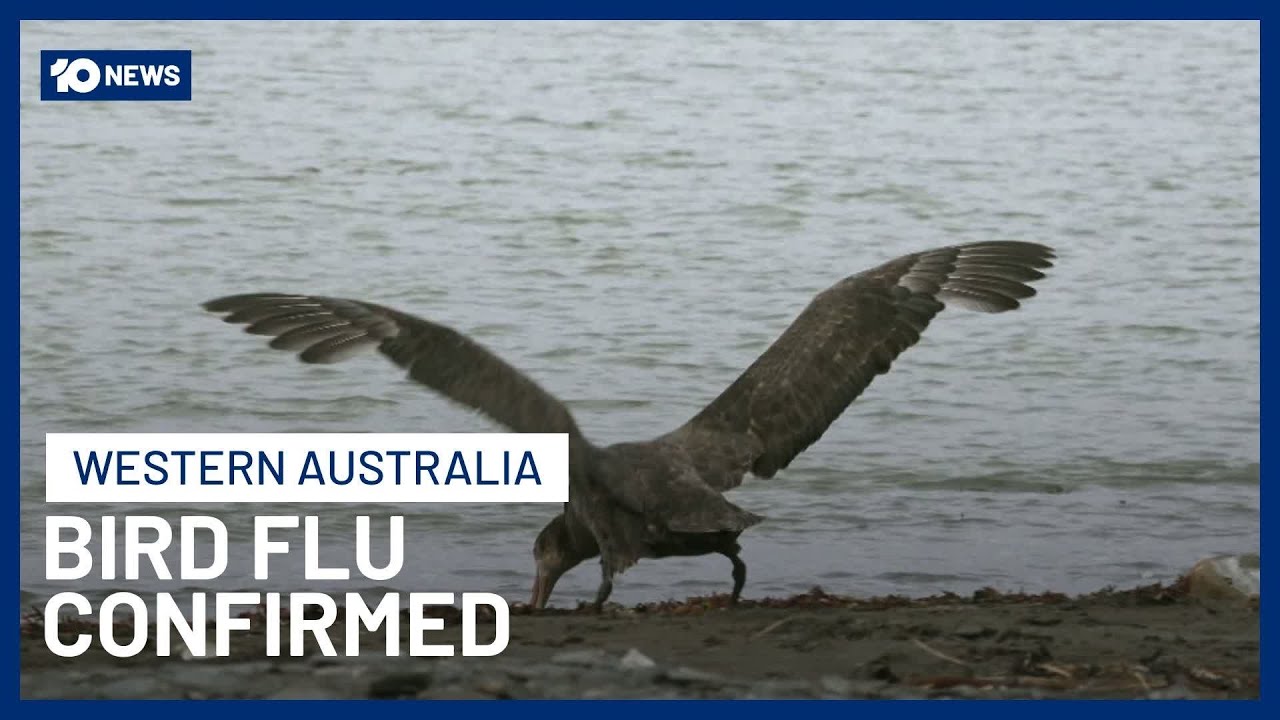 First Case of Deadly Bird Flu In Australia Confirmed In WA | 10 News