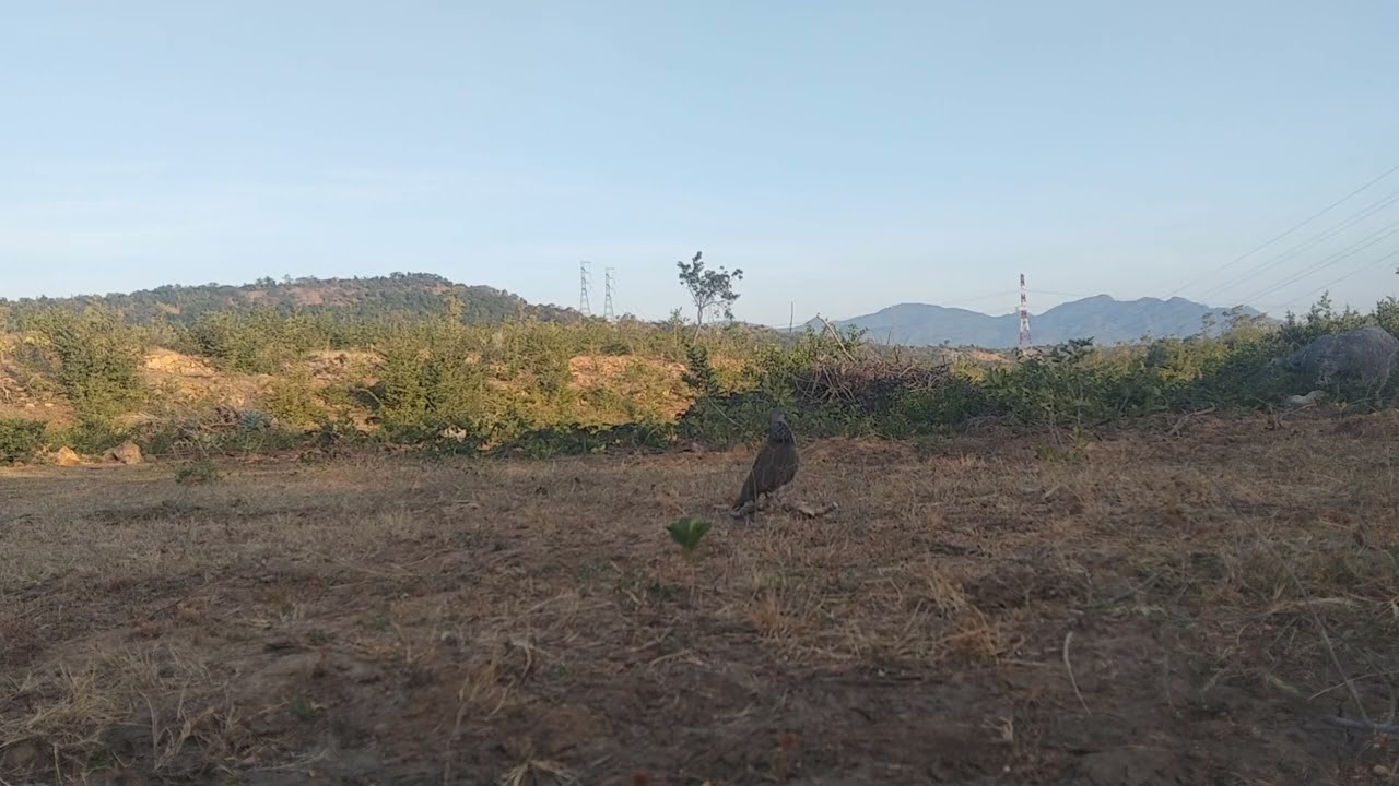 Thổ thúc gù 018 Clip 18