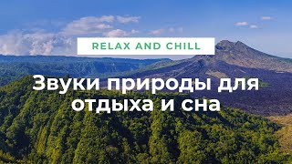 Звуки природы, шум леса, пение птиц для релаксации, сна, Медитации, Relax | sounds of nature forest