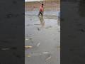 ডোবাতে প্রচুর বোয়াল মাছ।#fishing #short #villagelife #village #viral