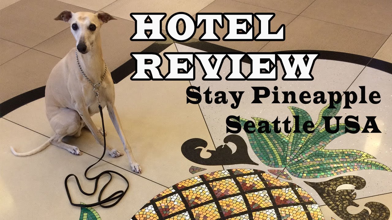 Dog Travel Hotel Review Stay Pineapple Seattle YouTube