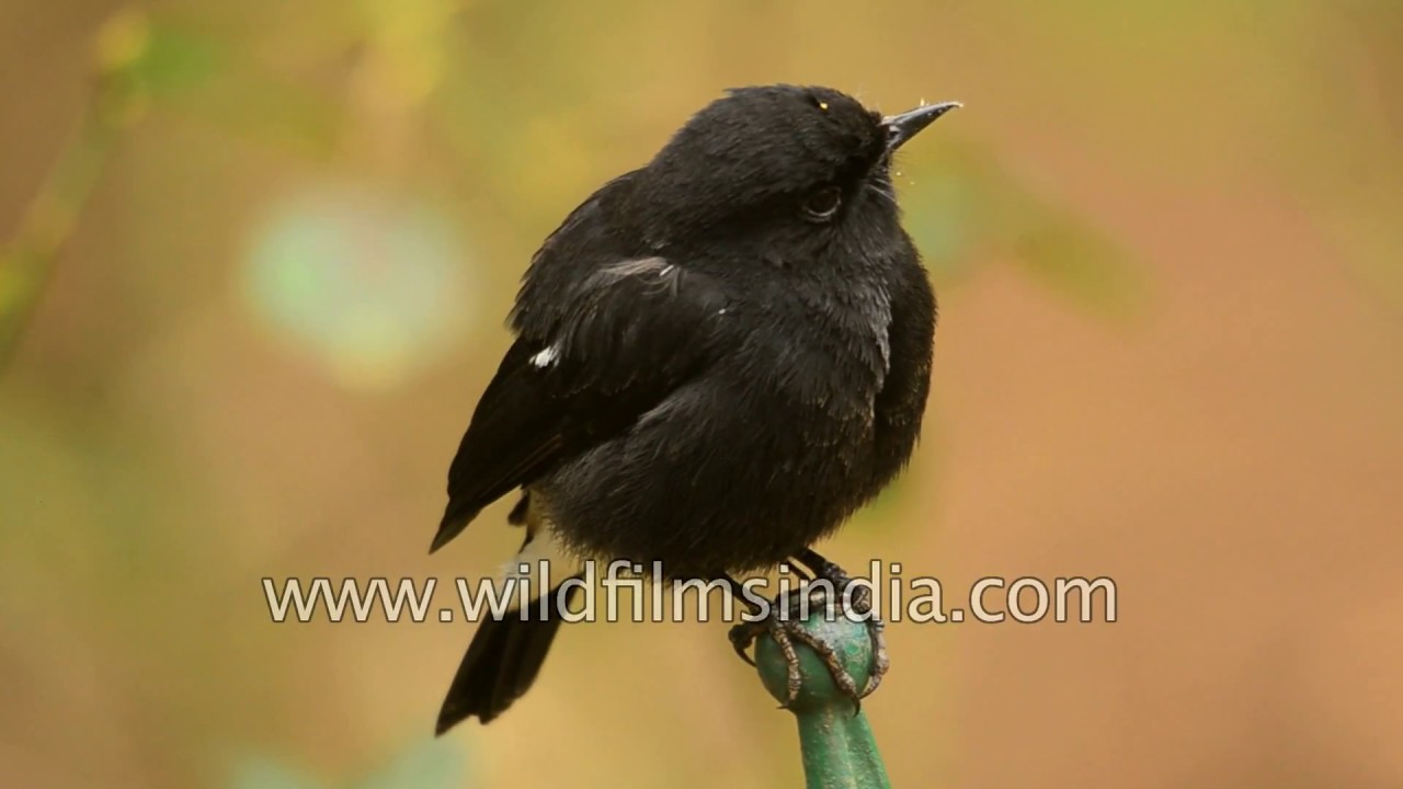 Pied Bush Chat is a neat little black and white bird