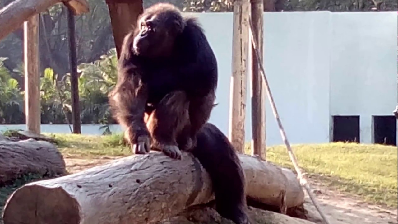 Anatomy and physiology of a Chimpanzee - YouTube