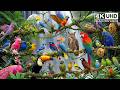 Amazon Rainforest Birds | Nature Documentary 🌈🦜🦩🐦 & Ambient Sounds