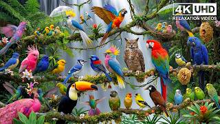 Amazon Rainforest Birds | Nature Documentary 🌈🦜🦩🐦 & Ambient Sounds