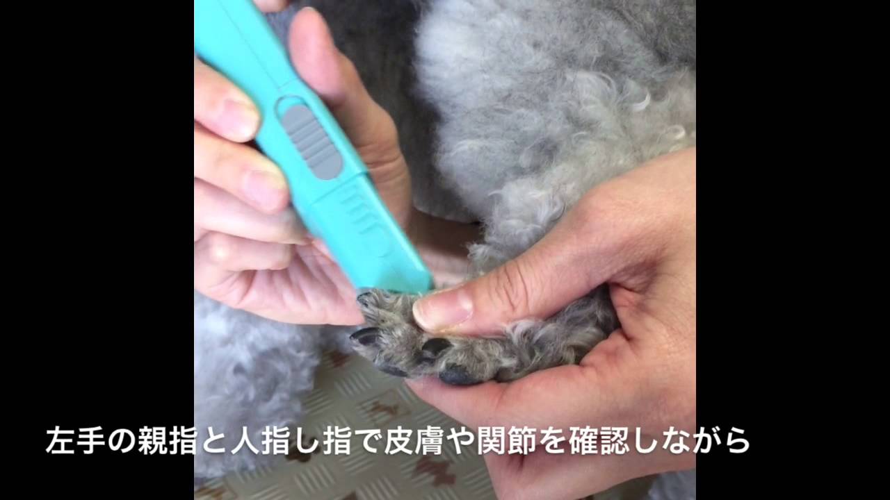 プロがおすすめ 犬用バリカン部分用 パナソニック Petclub ペットクラブ 乾電池仕様