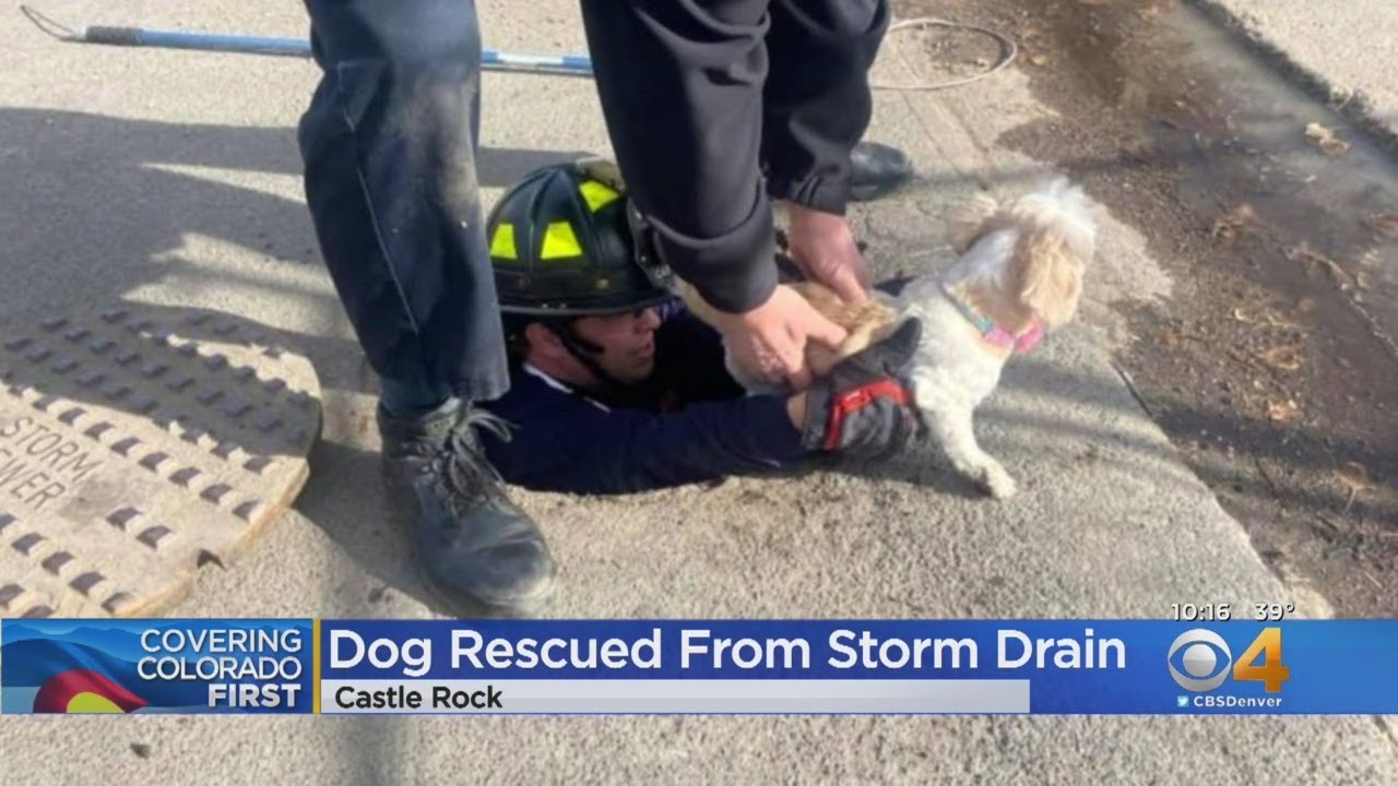 Small Dog Rescued From Storm Drain In Castle Rock - YouTube