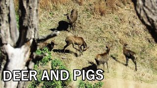 Hunting DEER and PIGS in South East Queensland, Australia!!