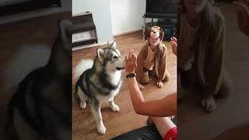 One of These Dogs is Not Like the Other || ViralHog