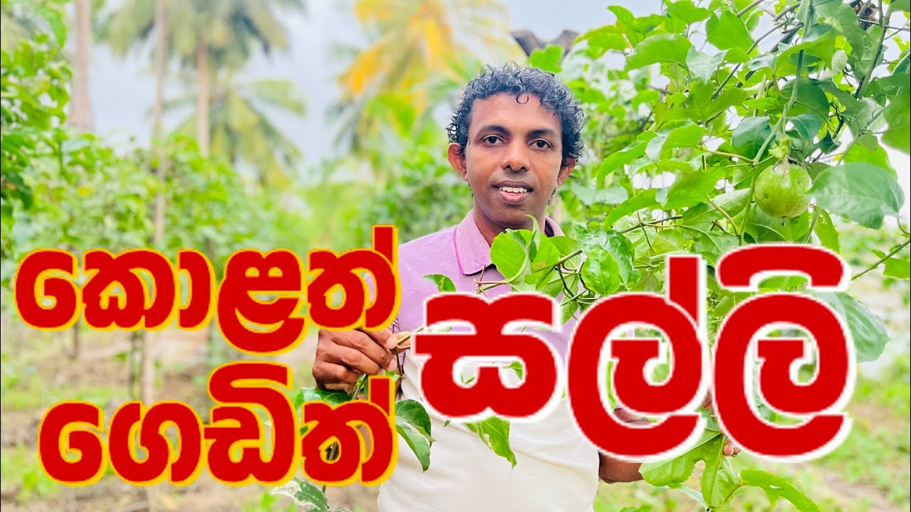 පැෂන් වගාව 🫒 💰 Passion Fruit cultivation #passionfruit #homegardening