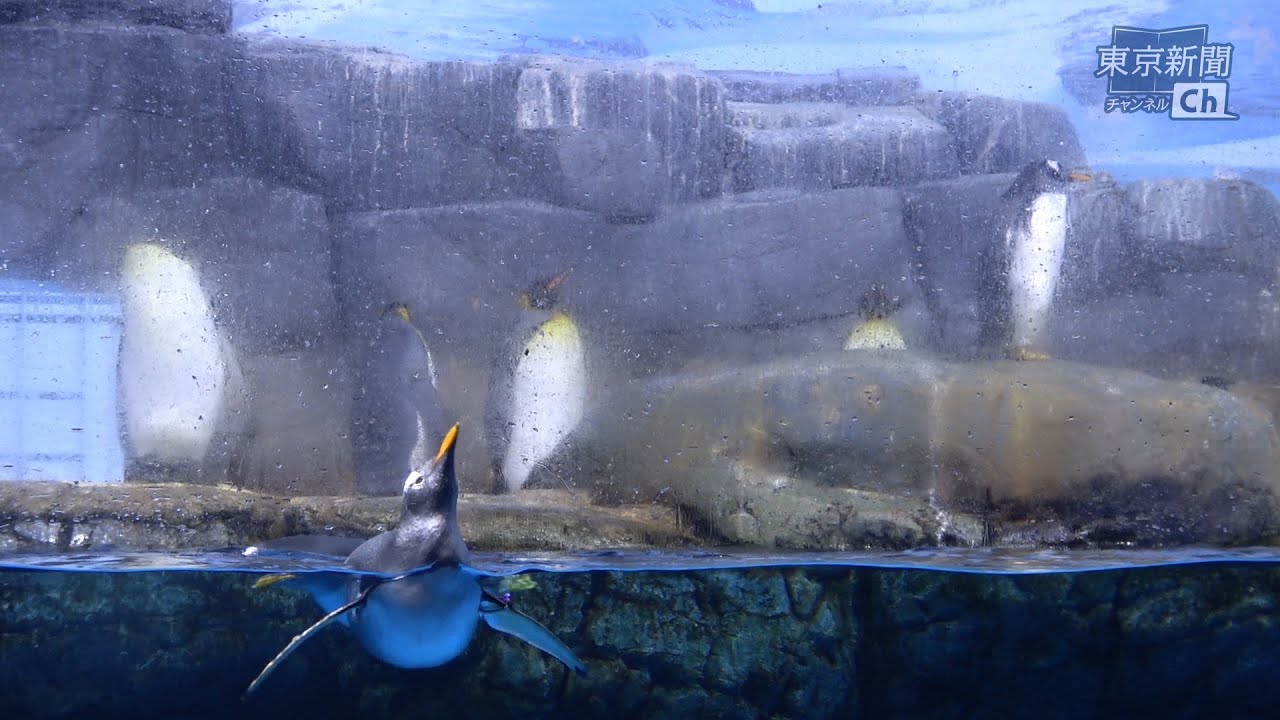AQUA MUSEUM 横浜八景島 ペンギン 10年前のもの AQUA MUSEUM 横浜